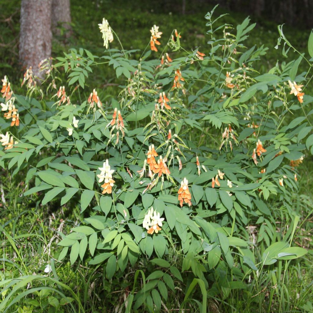 Astragalus glycyphyllos - Milkvetch