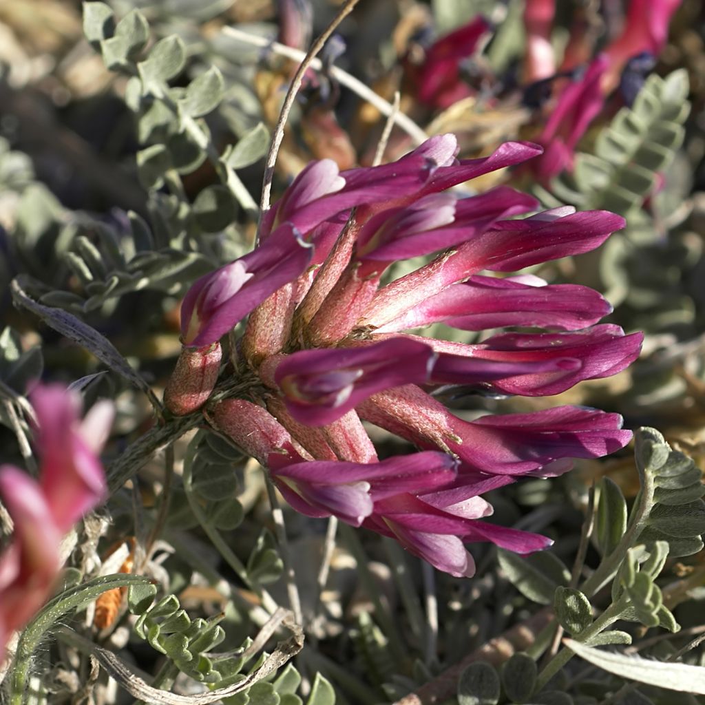 Astragalus monspessulanus - Montpelier milkvetch