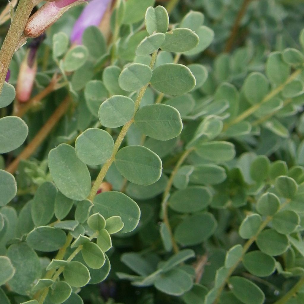 Astragalus monspessulanus - Montpelier milkvetch