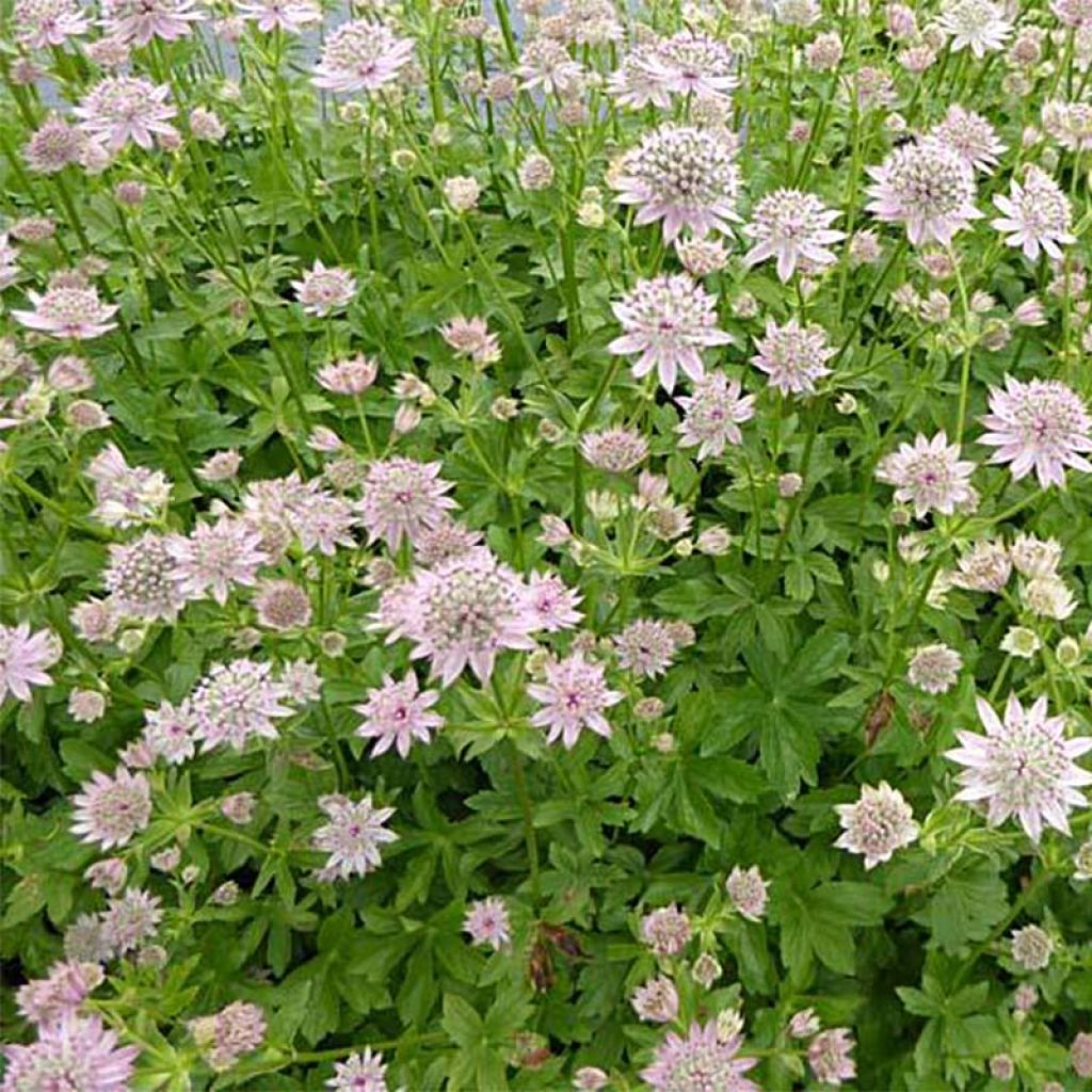 Astrantia major Florence - Great Masterwort
