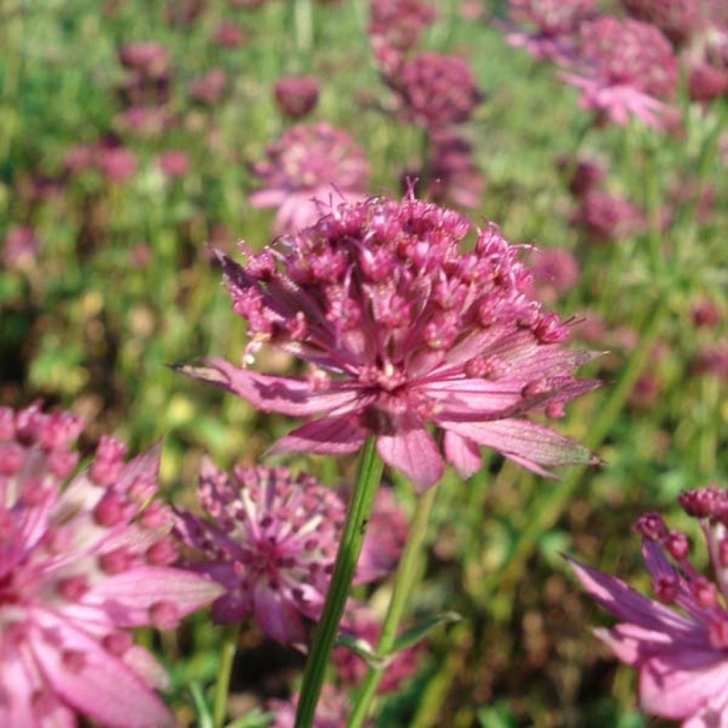 Astrantia major Venice - Masterwort