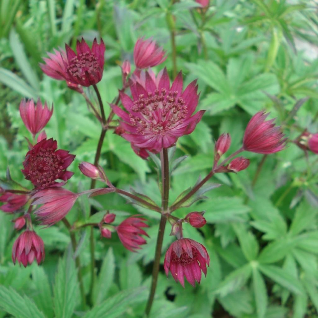 Astrantia major Ruby Wedding - Masterwort