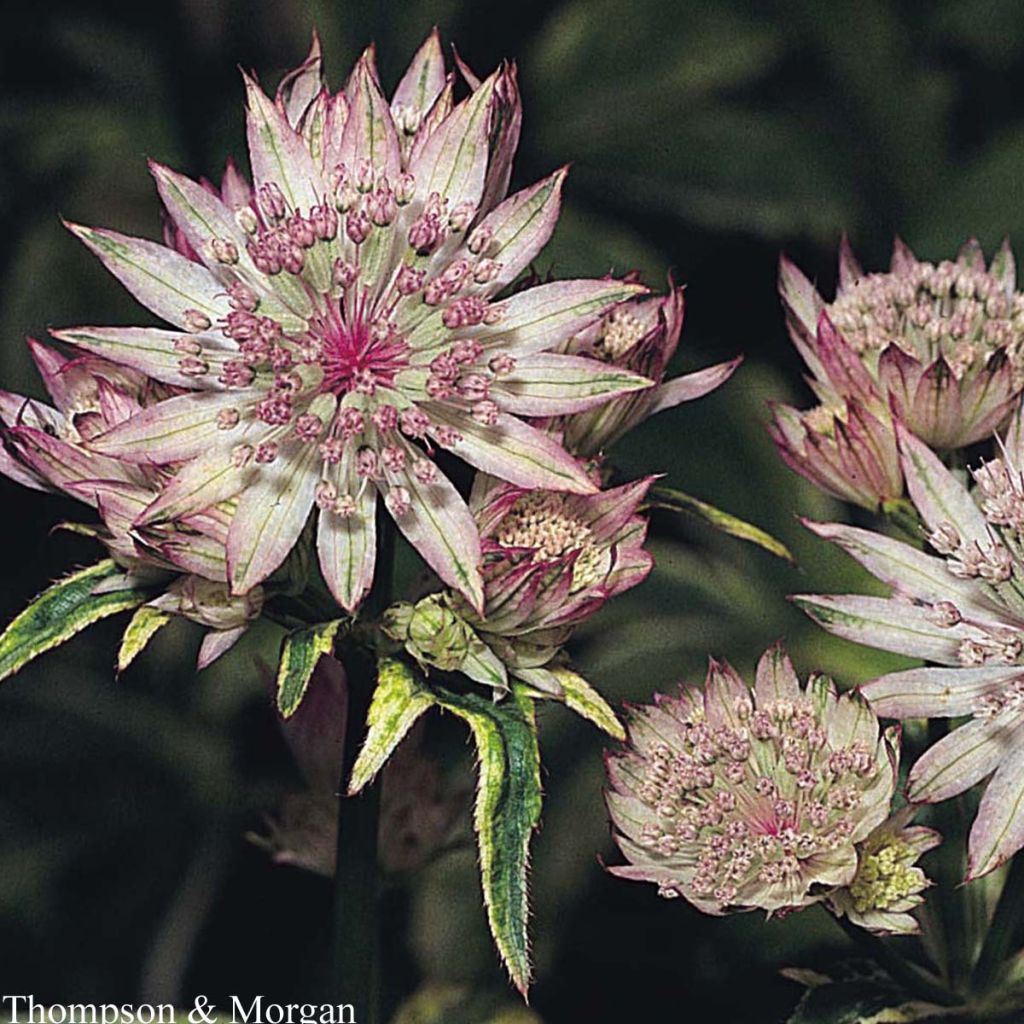 Astrantia major - Great Masterwort