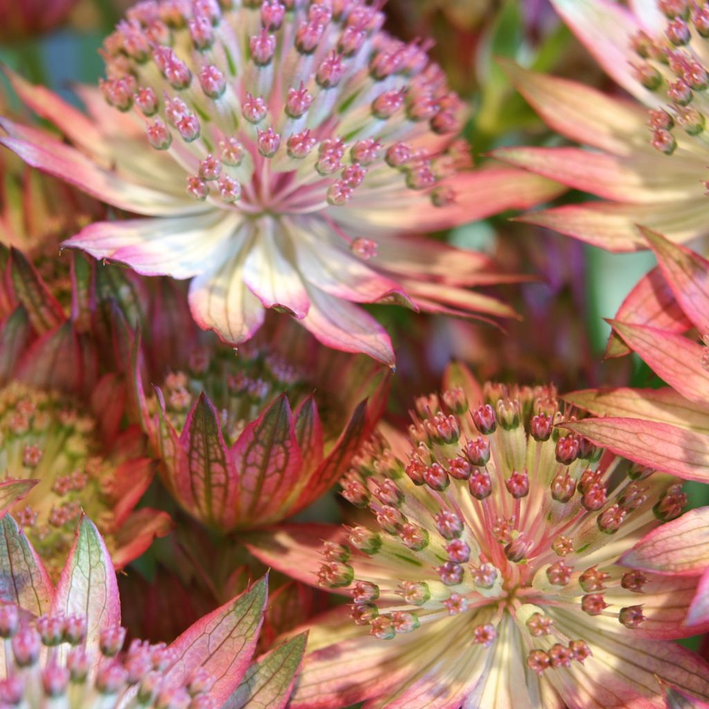 Astrantia major Rosensinfonie - Masterwort
