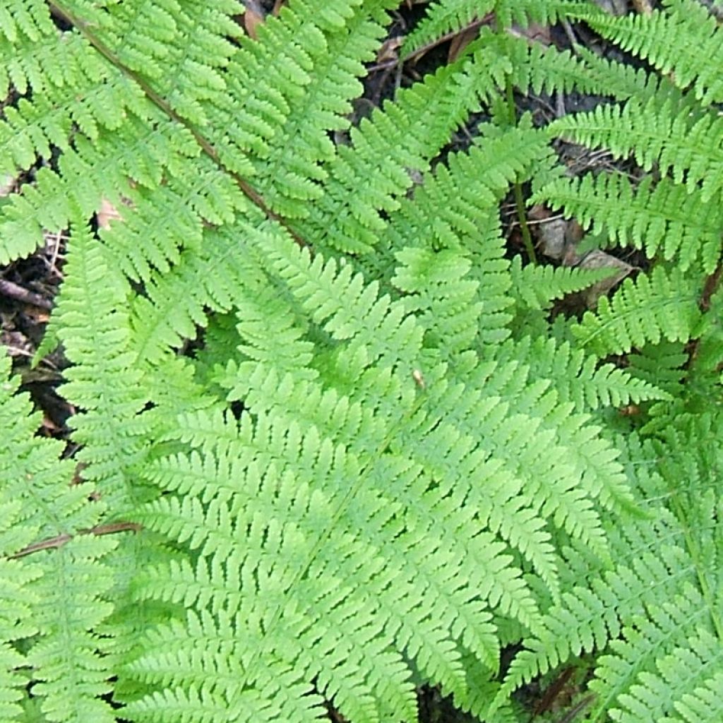 Athyrium filix-femina Cruciatum Group - Lady Fern