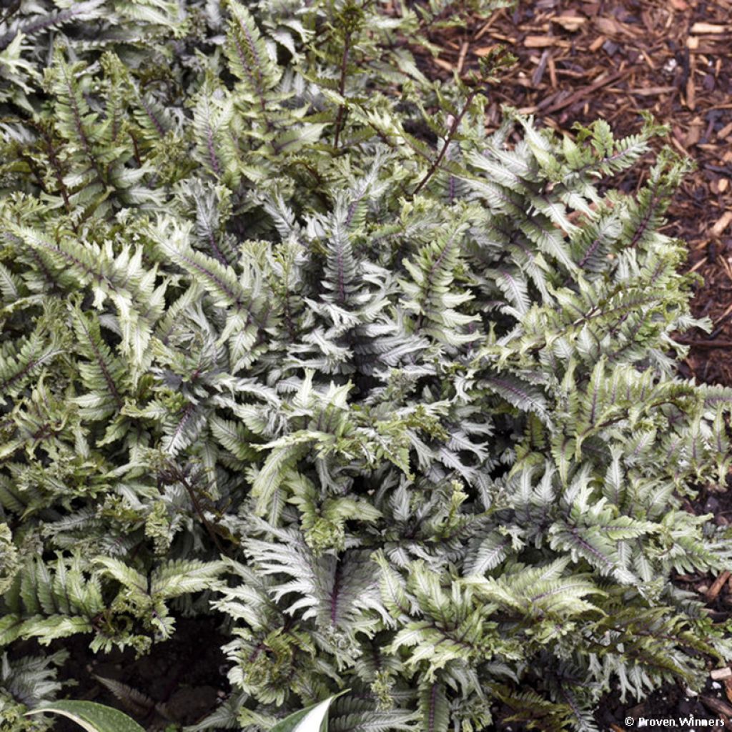 Athyrium niponicum Crested Surf - Painted Fern