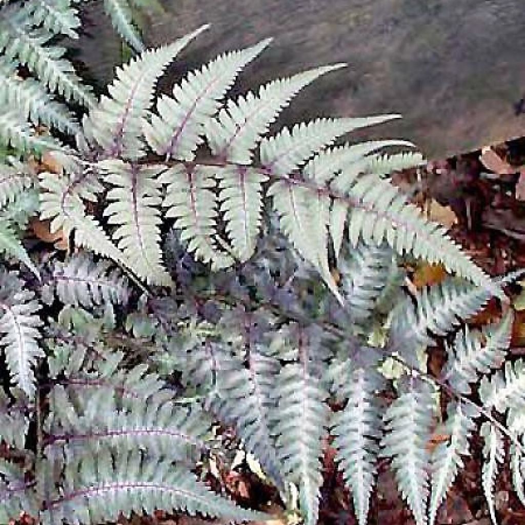 Athyrium niponicum var. pictum Metallicum - Painted Fern