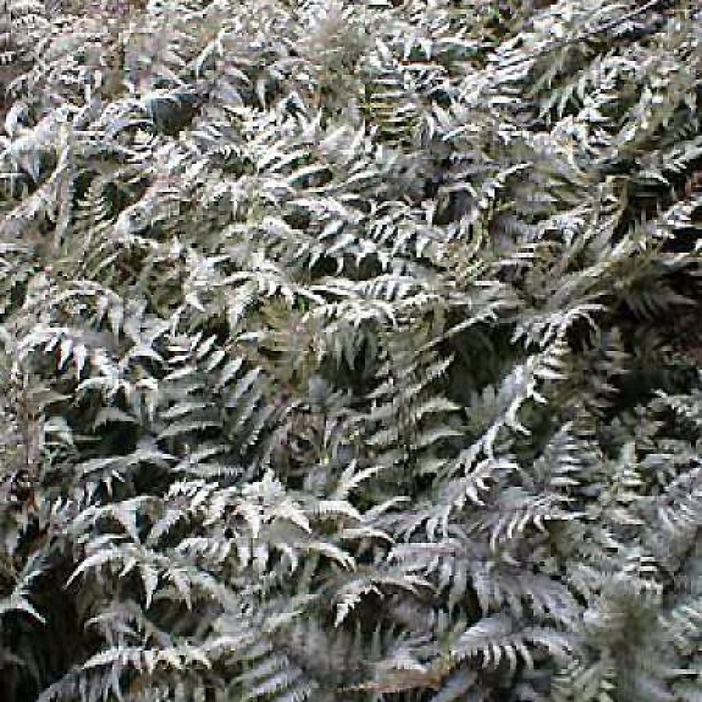 Athyrium niponicum var. pictum Metallicum - Painted Fern