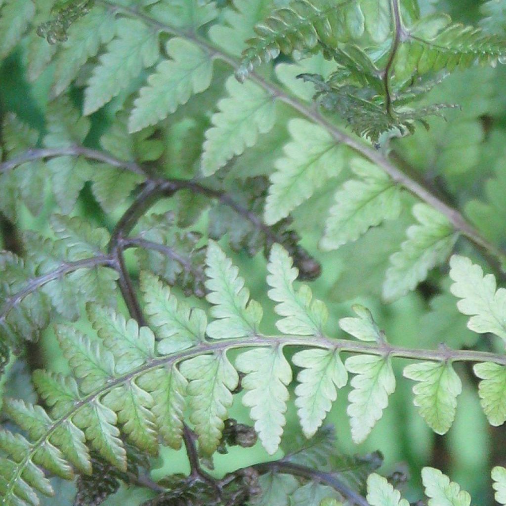 Athyrium otophorum var. okanum - Eared Lady Fern