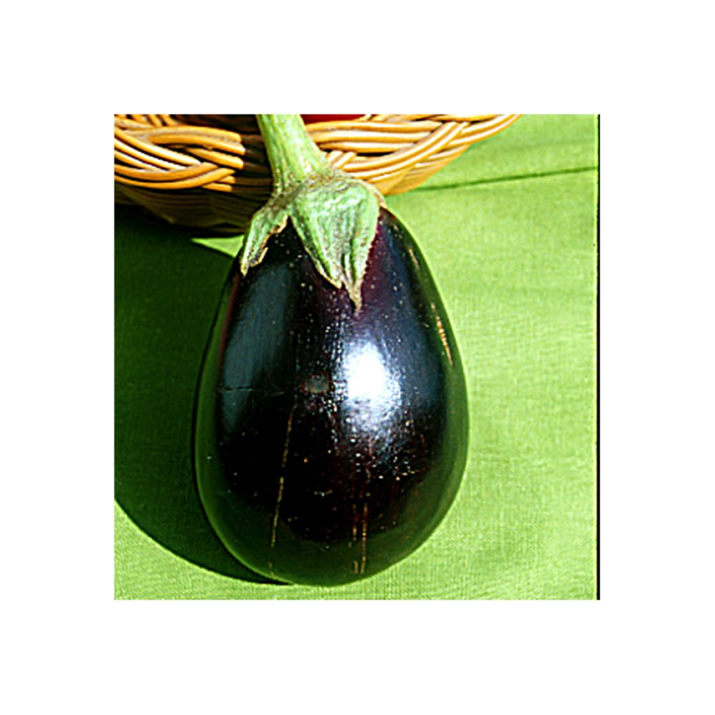 Aubergine Grafted Bonica F1 Plants