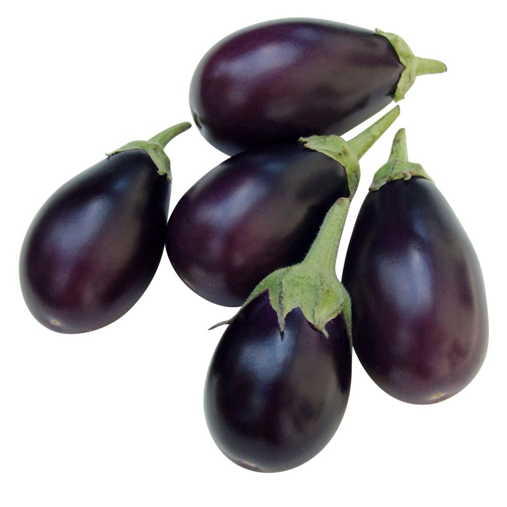 Aubergine Ophelia F1 Plants