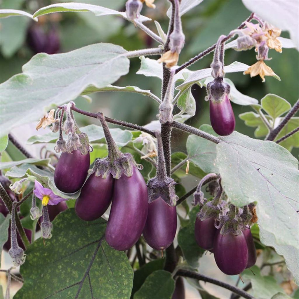Aubergine Pusa Purple Cluster - Ferme de Sainte Marthe untreated seeds