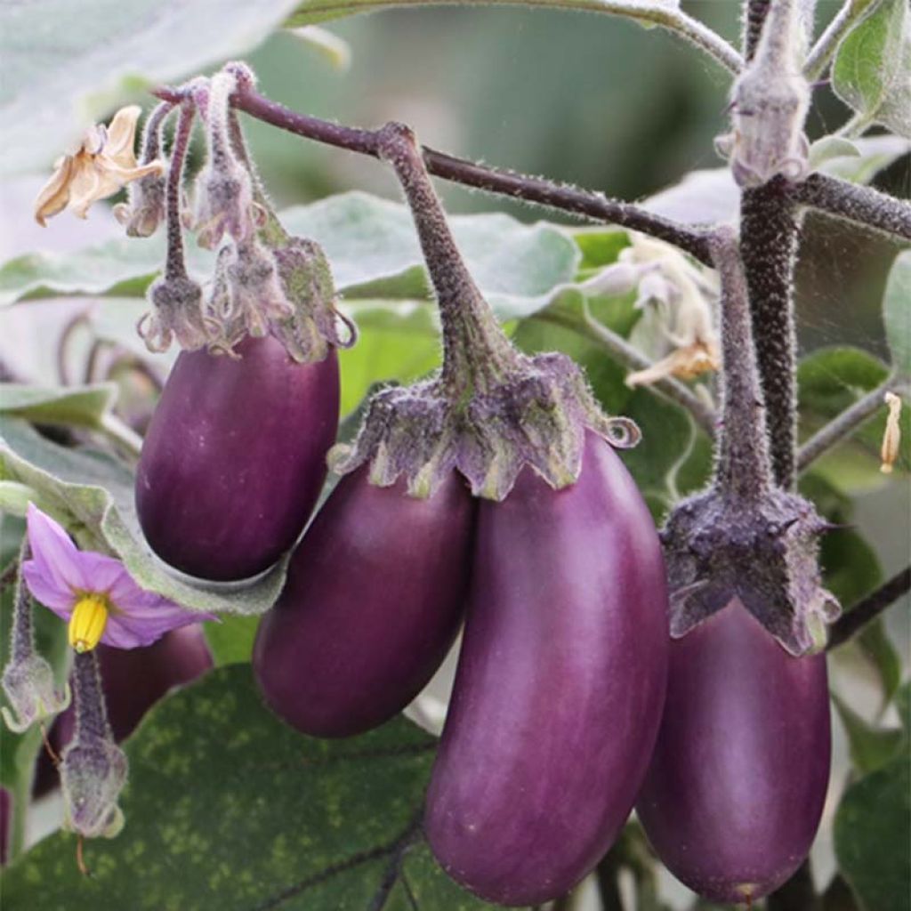 Aubergine Pusa Purple Cluster - Ferme de Sainte Marthe untreated seeds