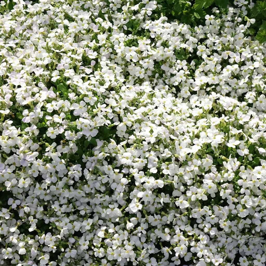 Aubrieta gracilis Kitte White