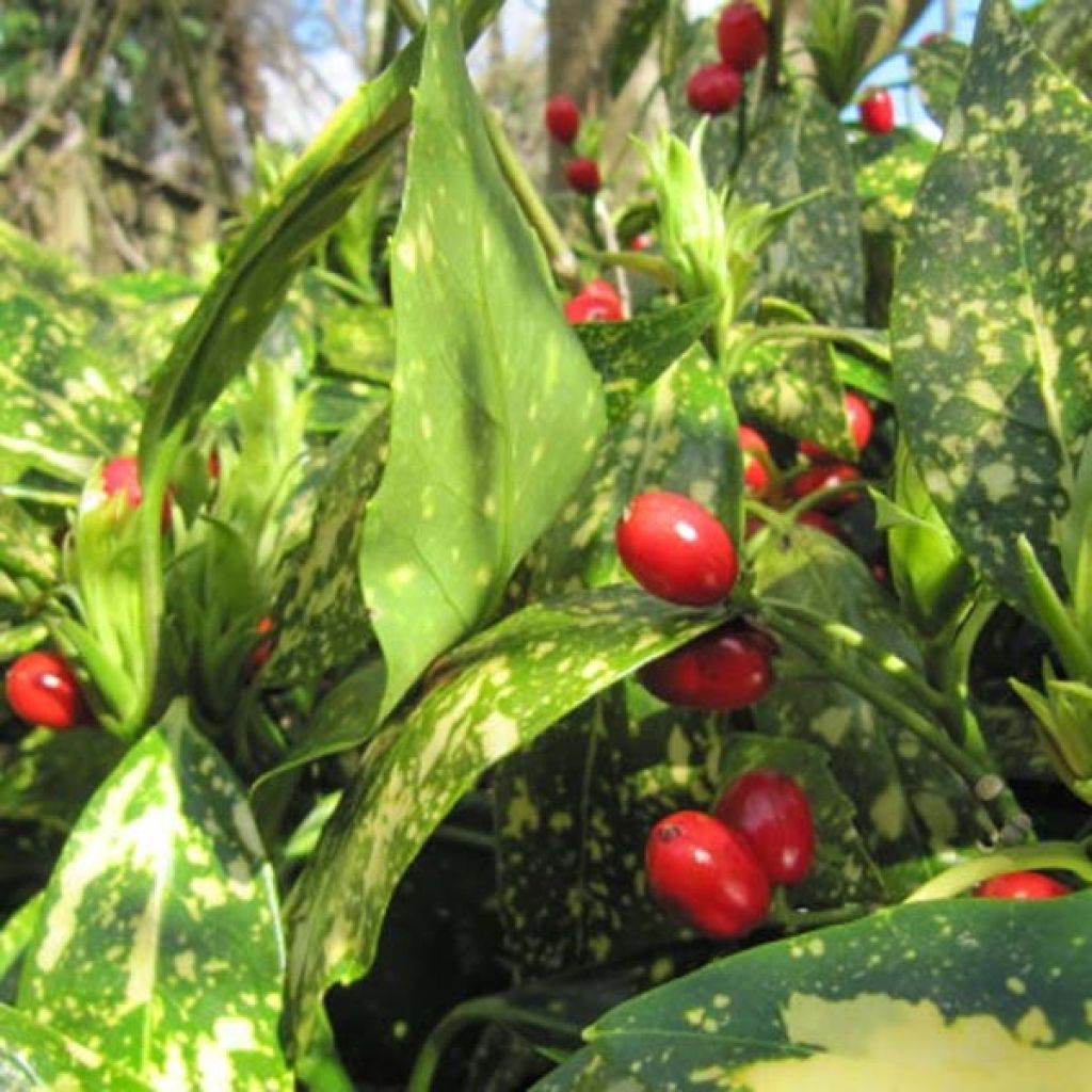 Aucuba japonica Variegata- Spotted Laurel