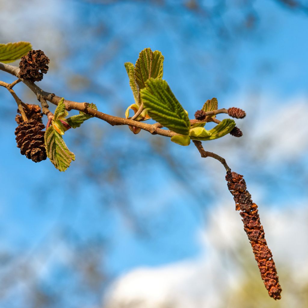 Alnus cordata - Italian Alder