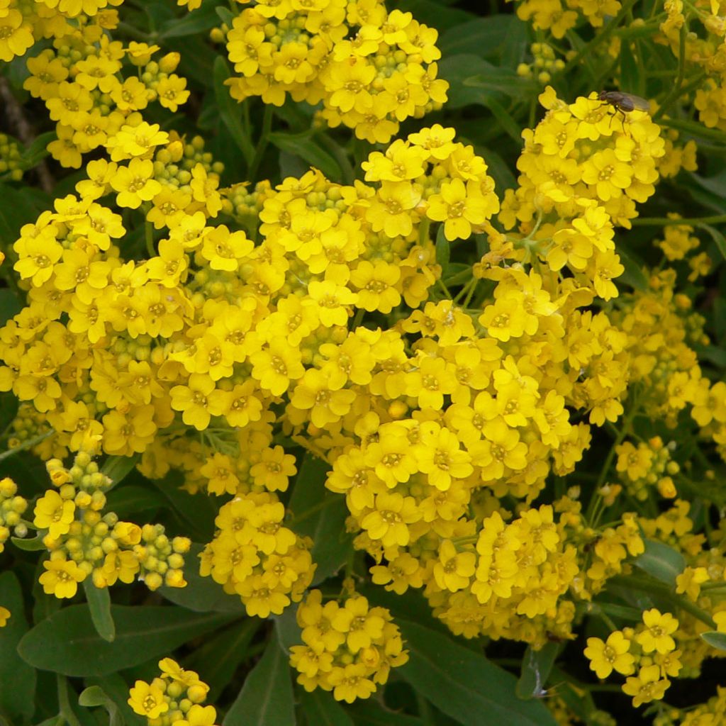 Alyssum saxatilis Goldkugel