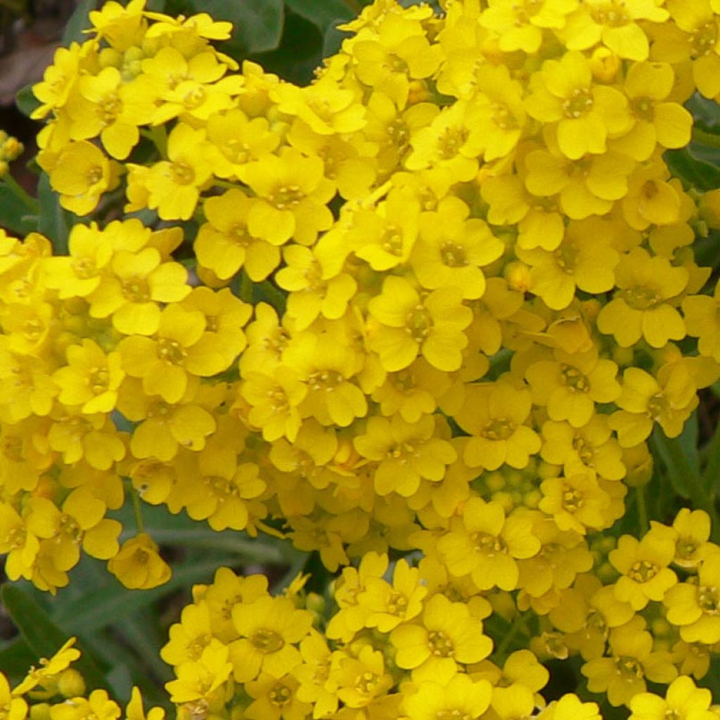 Alyssum saxatilis Goldkugel