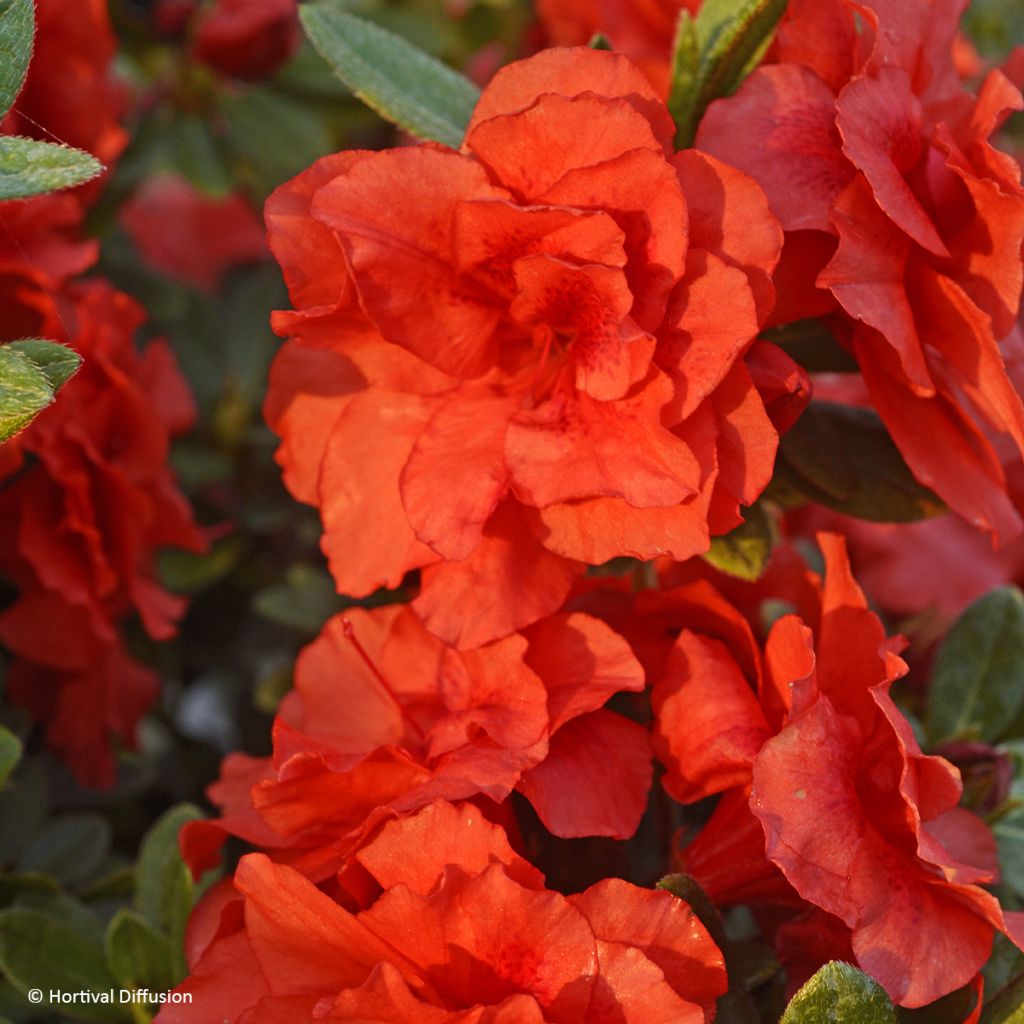Azalea japonica Repetita Coral - Perpetual japanese azalea