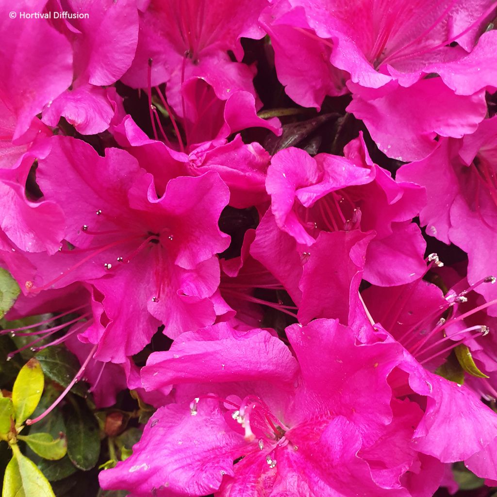 Azalea japonica Repetita® Violet - Perpetual japanese azalea