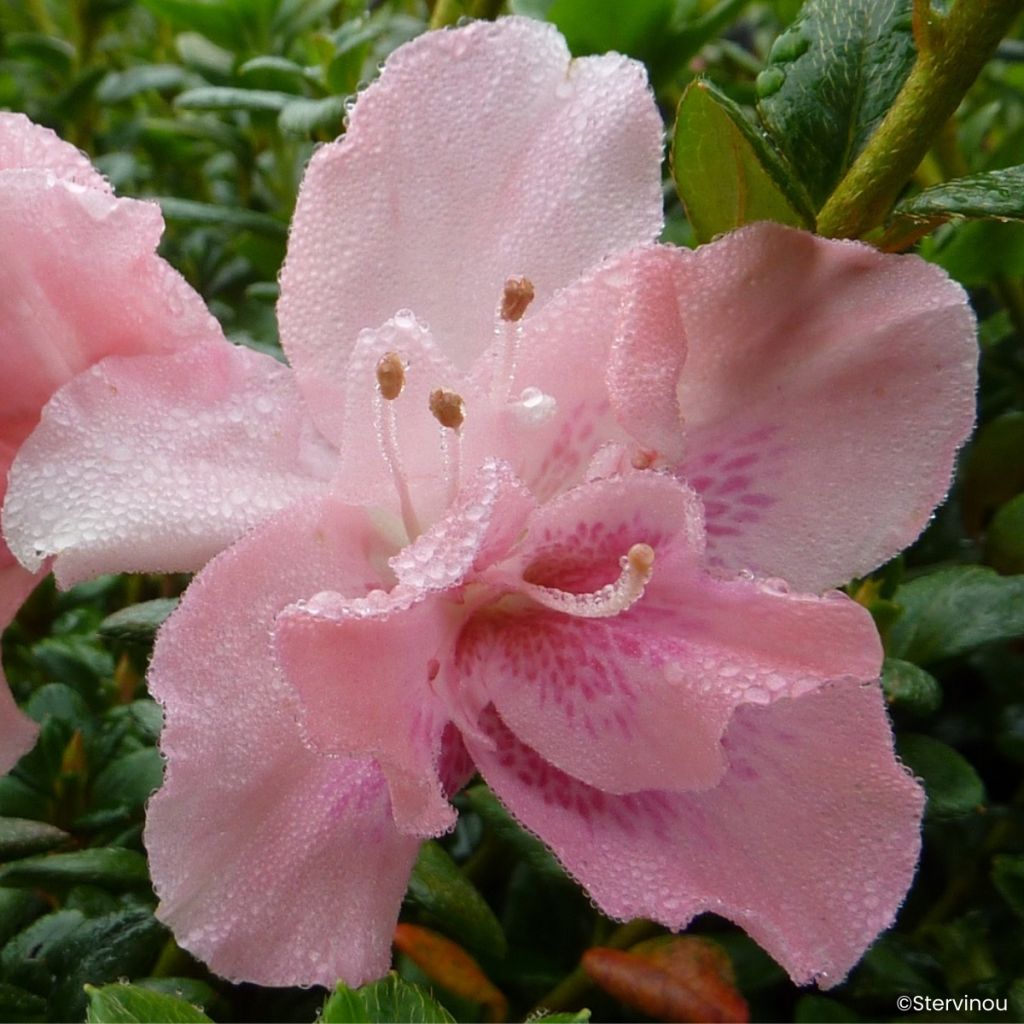 Rhododendron simsii Clotilde - Knaphill Azalea