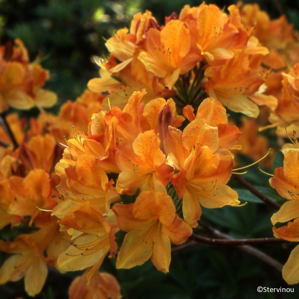 Rhododendron 'Hortulanus H Witte' - Deciduous azalea