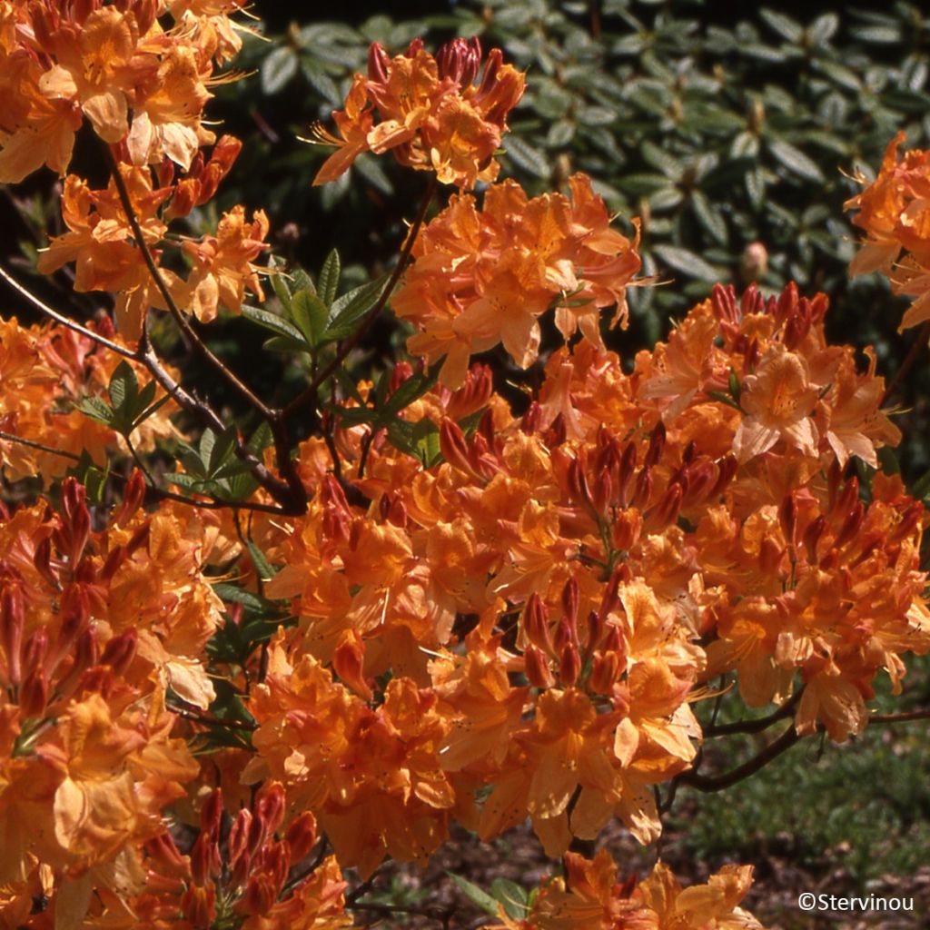 Rhododendron 'Hortulanus H Witte' - Deciduous azalea
