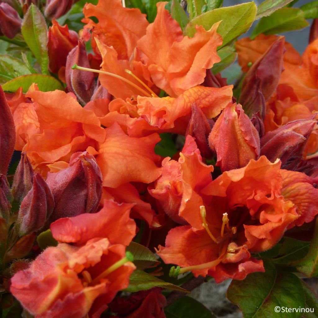 Rhododendron Orangeade - Chinese azalea
