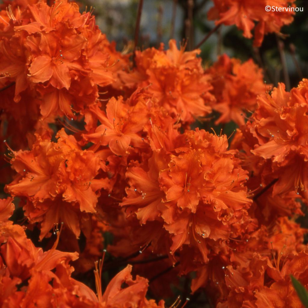 Rhododendron Orangeade - Chinese azalea
