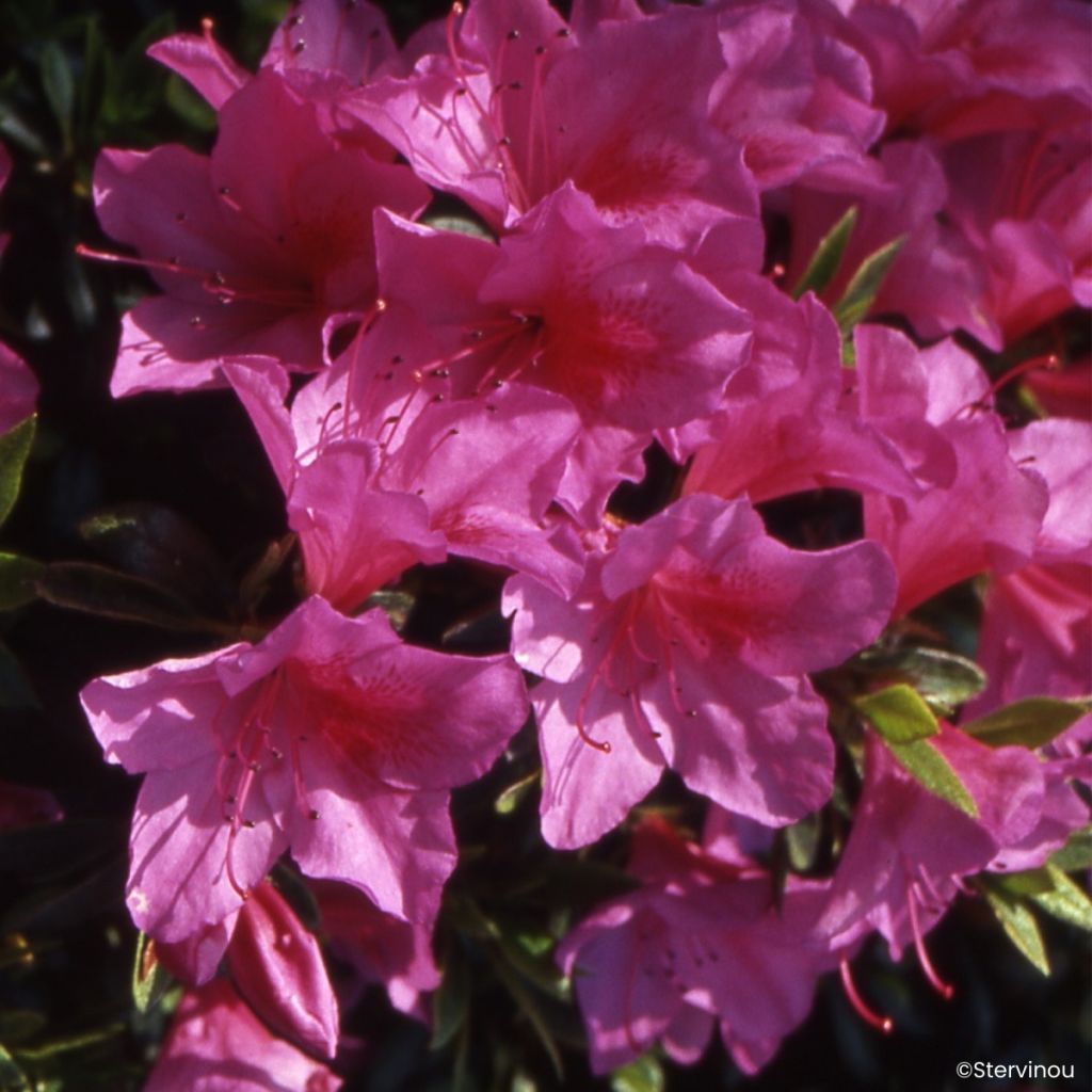 Rhododendron Beethoven