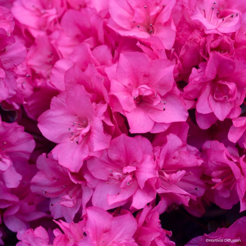 Rhododendron molle Flash Dance Pink - Japanese azalea