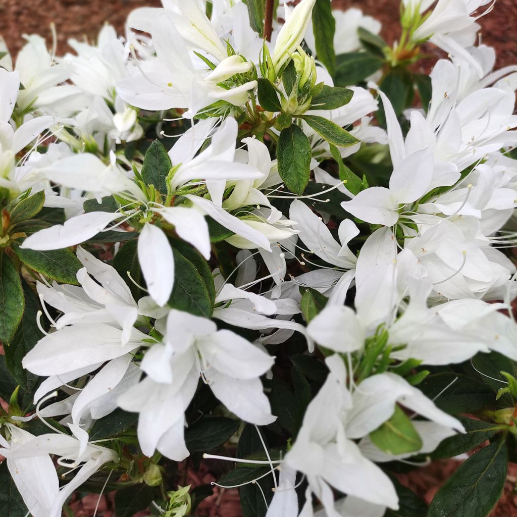 Rhododendron macrosepalum 'Koromo- shikibu White' - Azalée japonaise Koromo-shikibu White, Azalée persistante Koromo-shikibu White