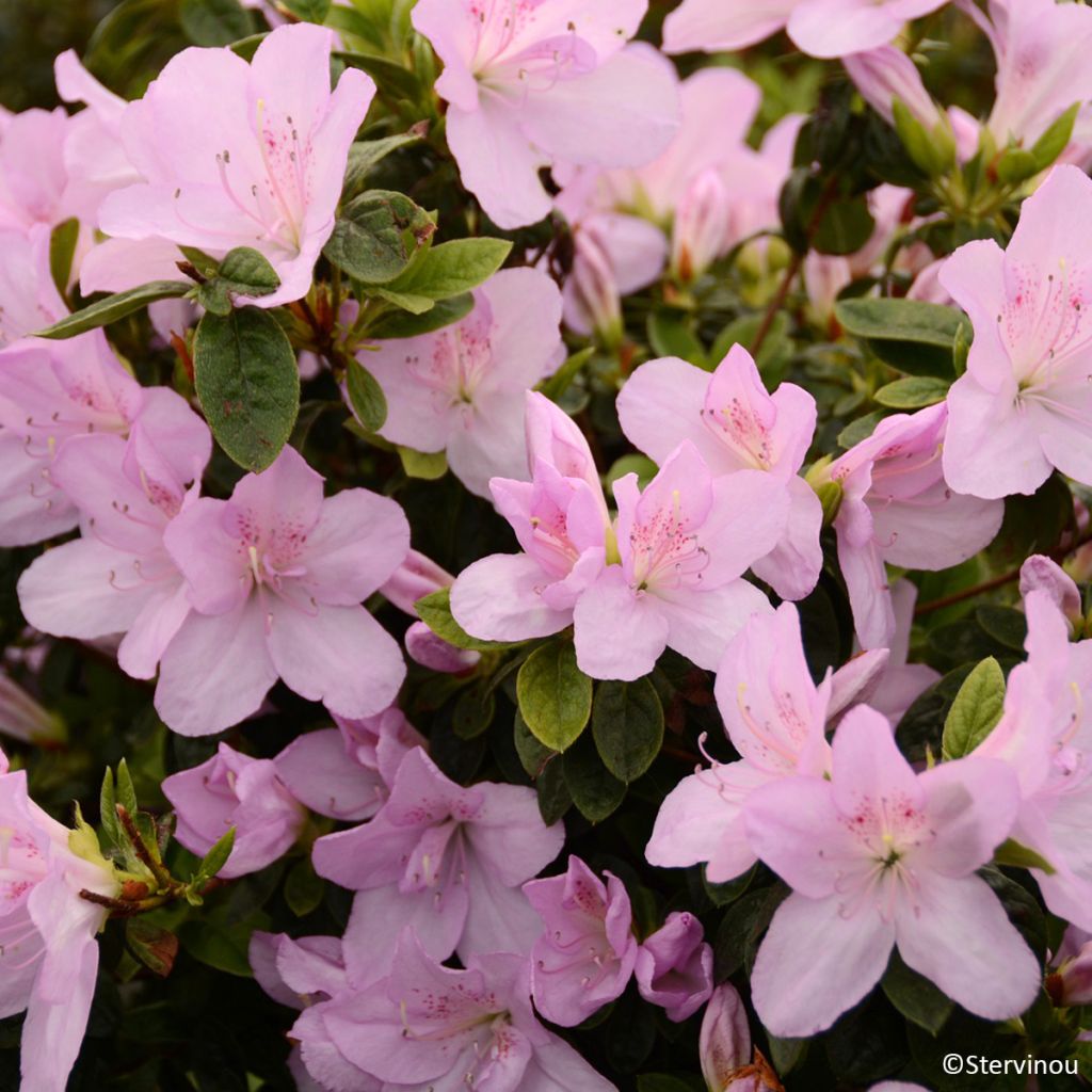 Japanese azalea Rêve de Lilas