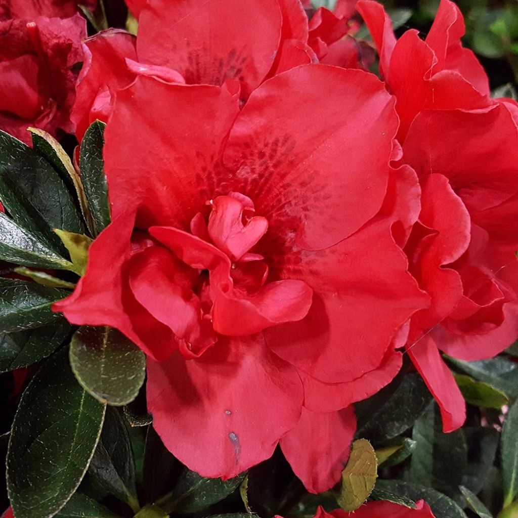 Azalea japonica ENCORE Autumn Creach Roblezc