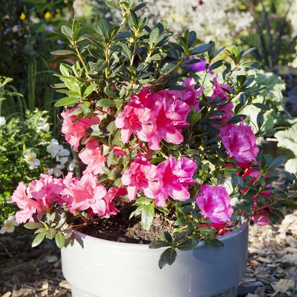 Azalea japonica ENCORE Carnival Conlet