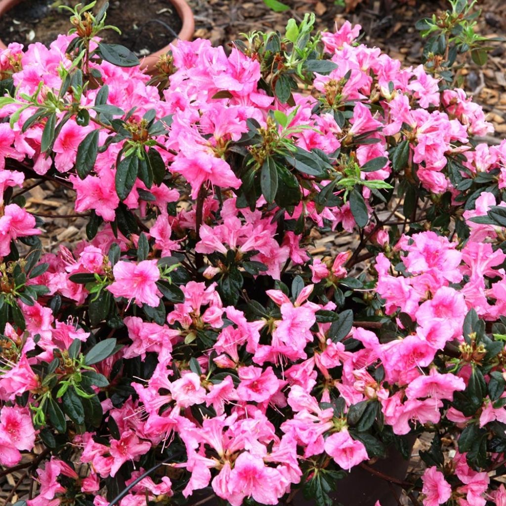 Azalea japonica ENCORE Carnival Conlet