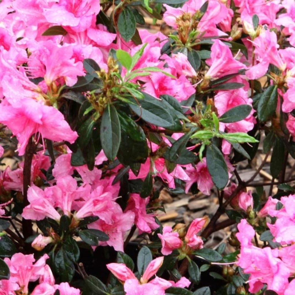 Azalea japonica ENCORE Carnival Conlet