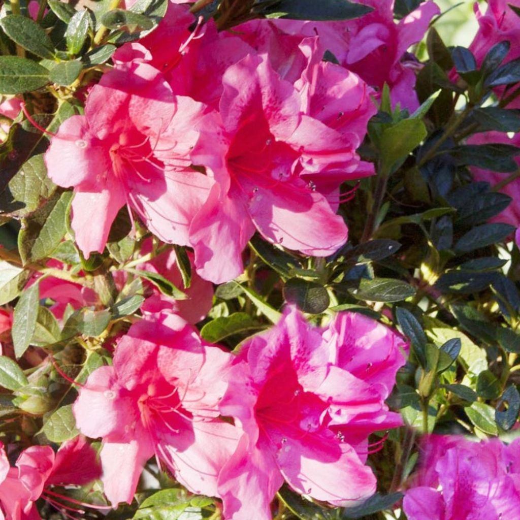 Azalea japonica ENCORE Carnival Conlet