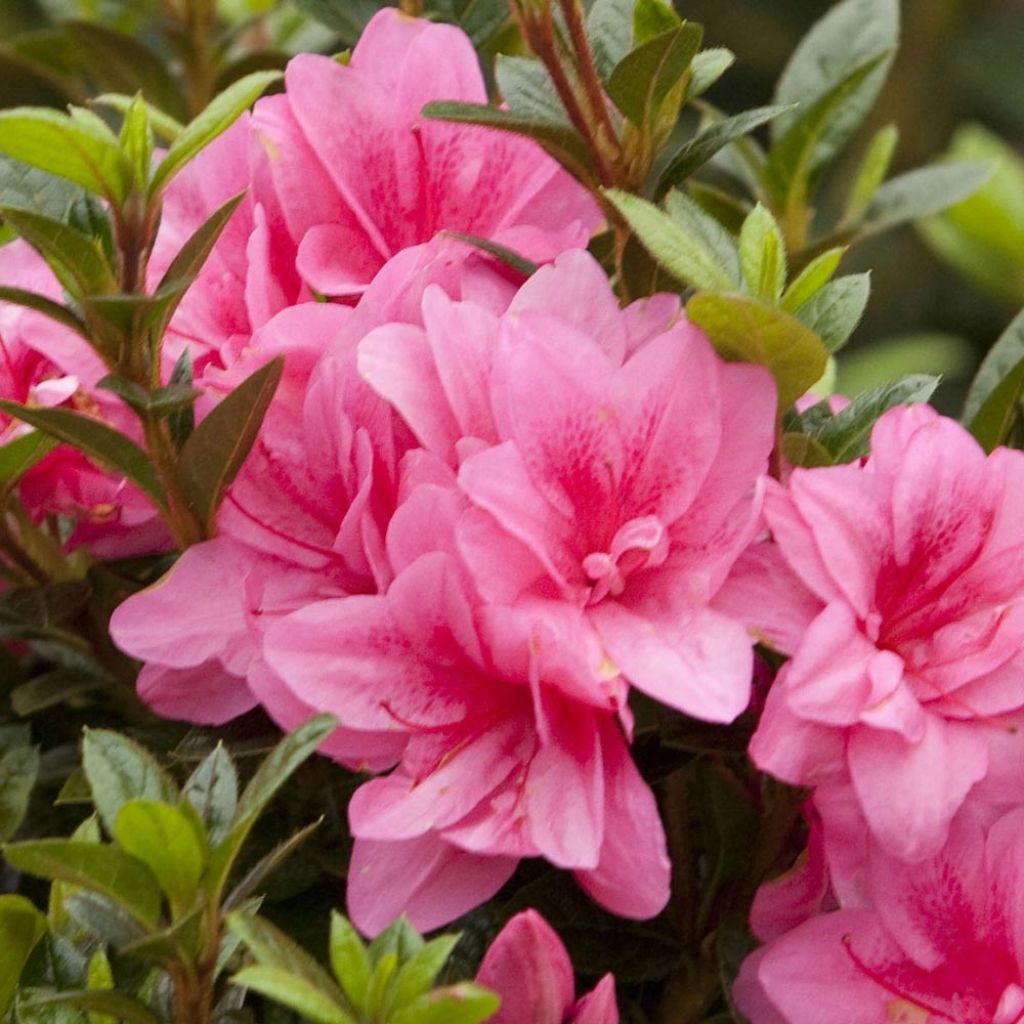 Azalea japonica ENCORE Empress Conles