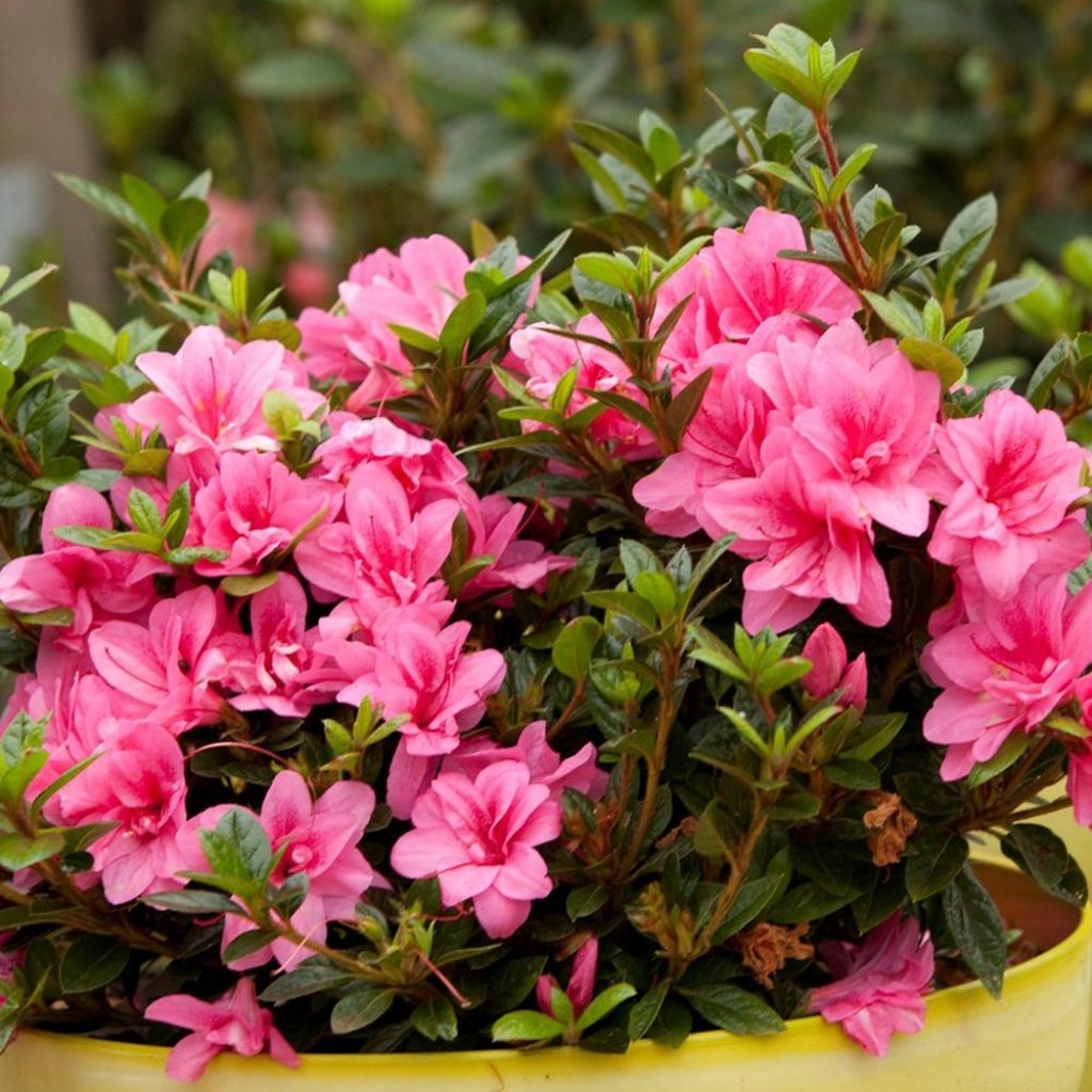 Azalea japonica ENCORE Empress Conles