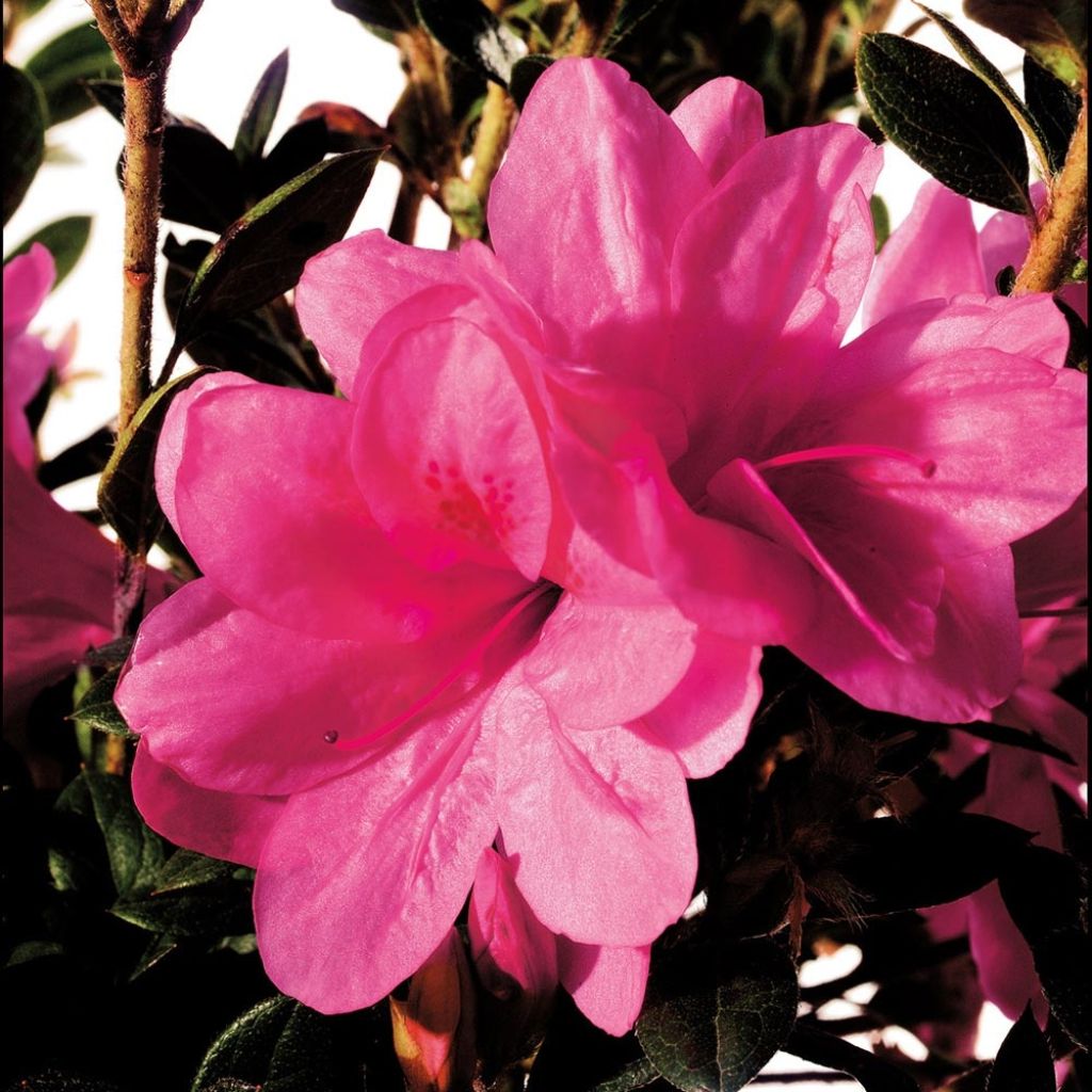 Azalea japonica ENCORE Empress Conles