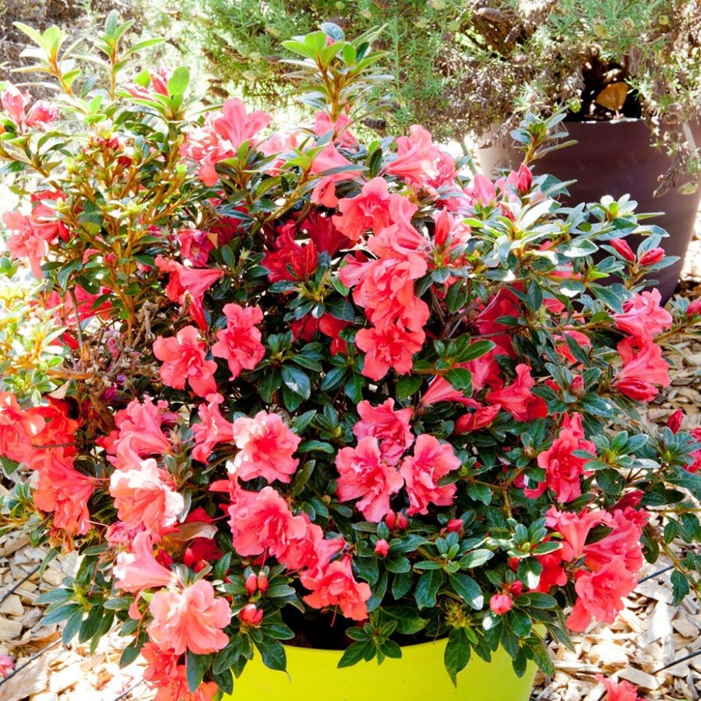 Azalea japonica ENCORE Princess Roblea