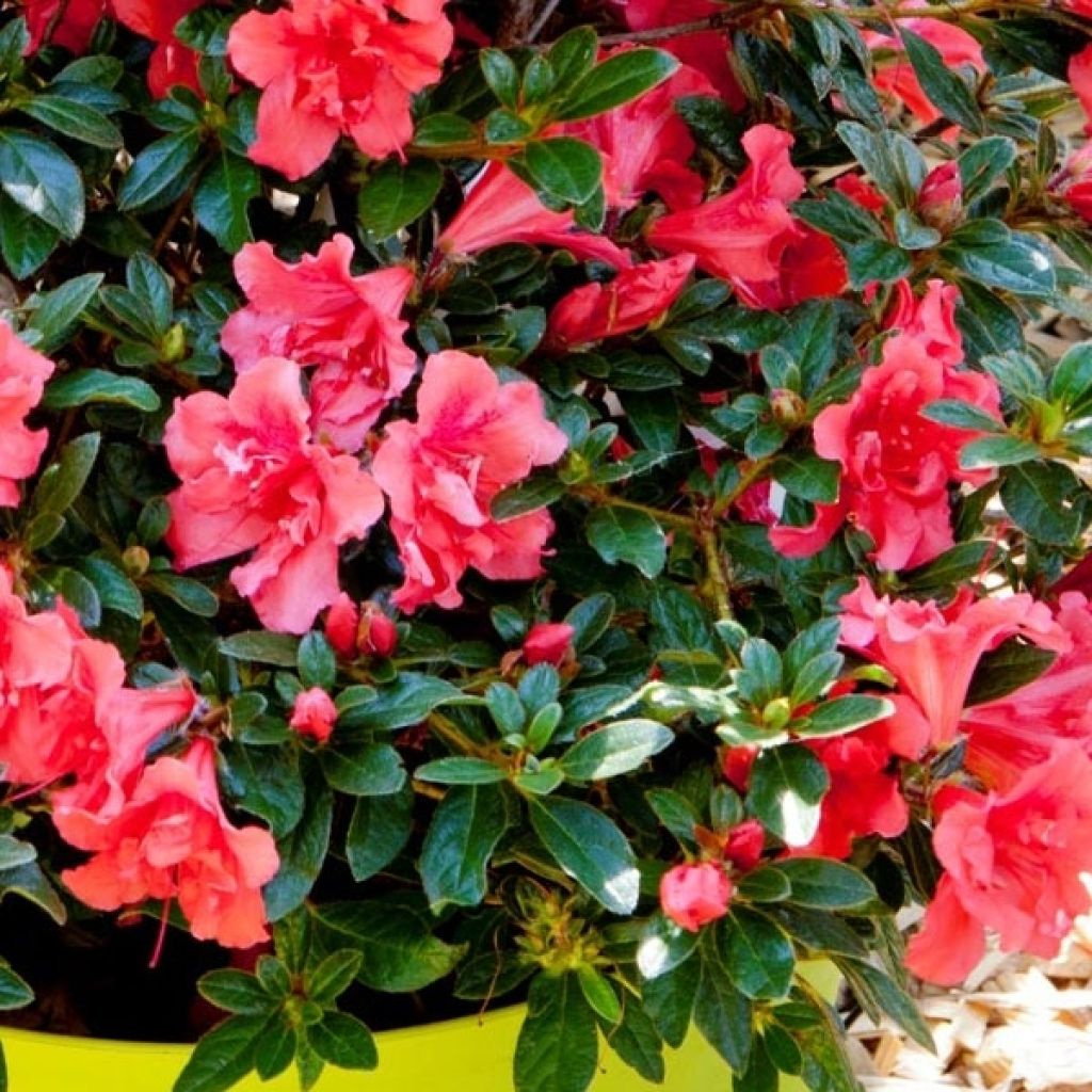Azalea japonica ENCORE Princess Roblea