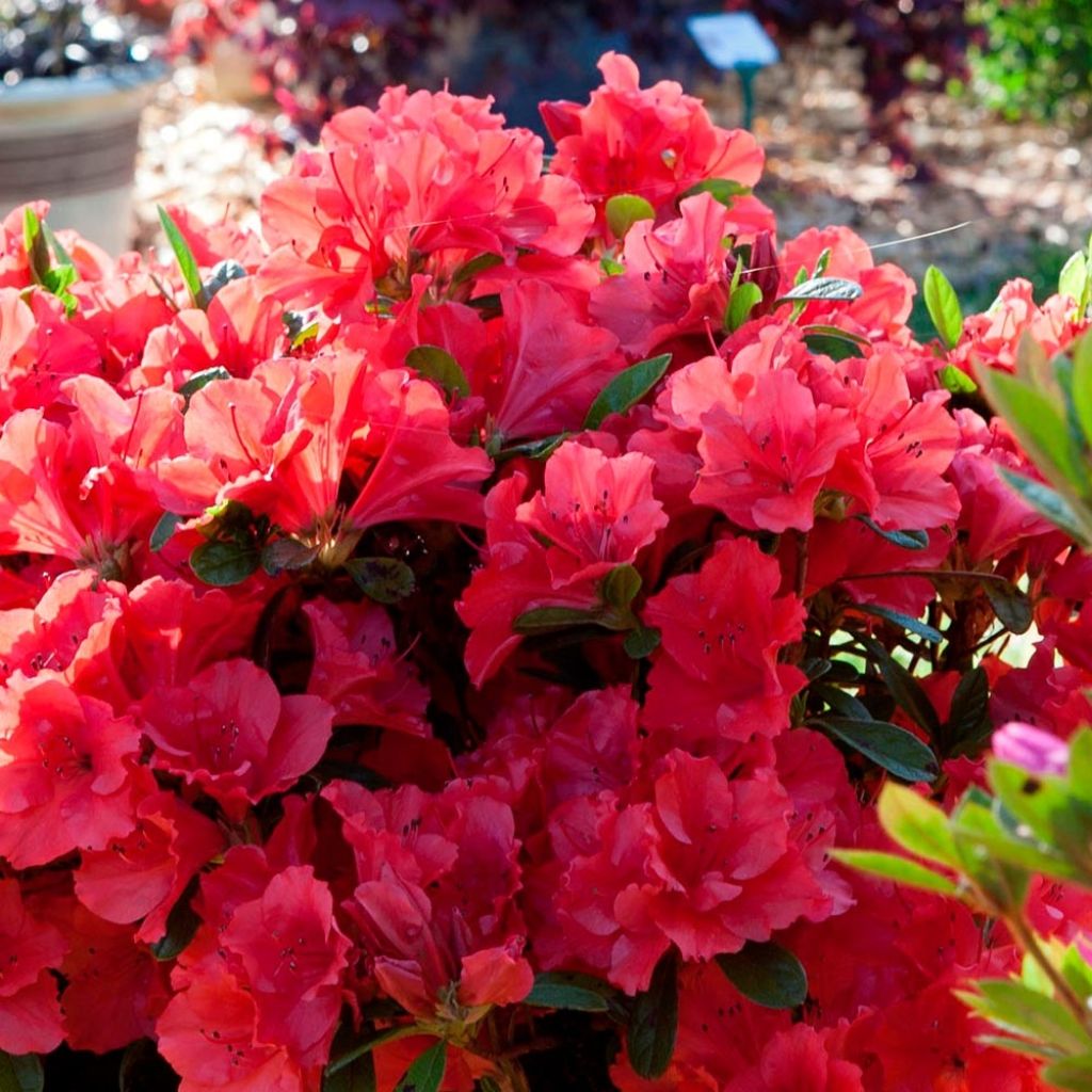 Azalea japonica ENCORE Ruby Roblev