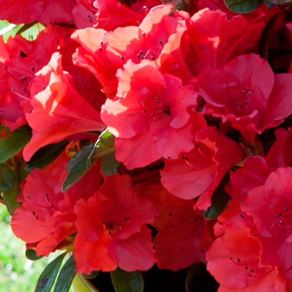 Azalea japonica ENCORE Ruby Roblev