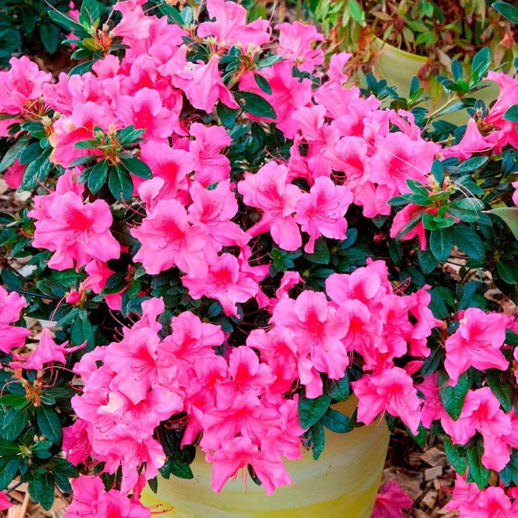 Azalea japonica ENCORE Sundance Roblef