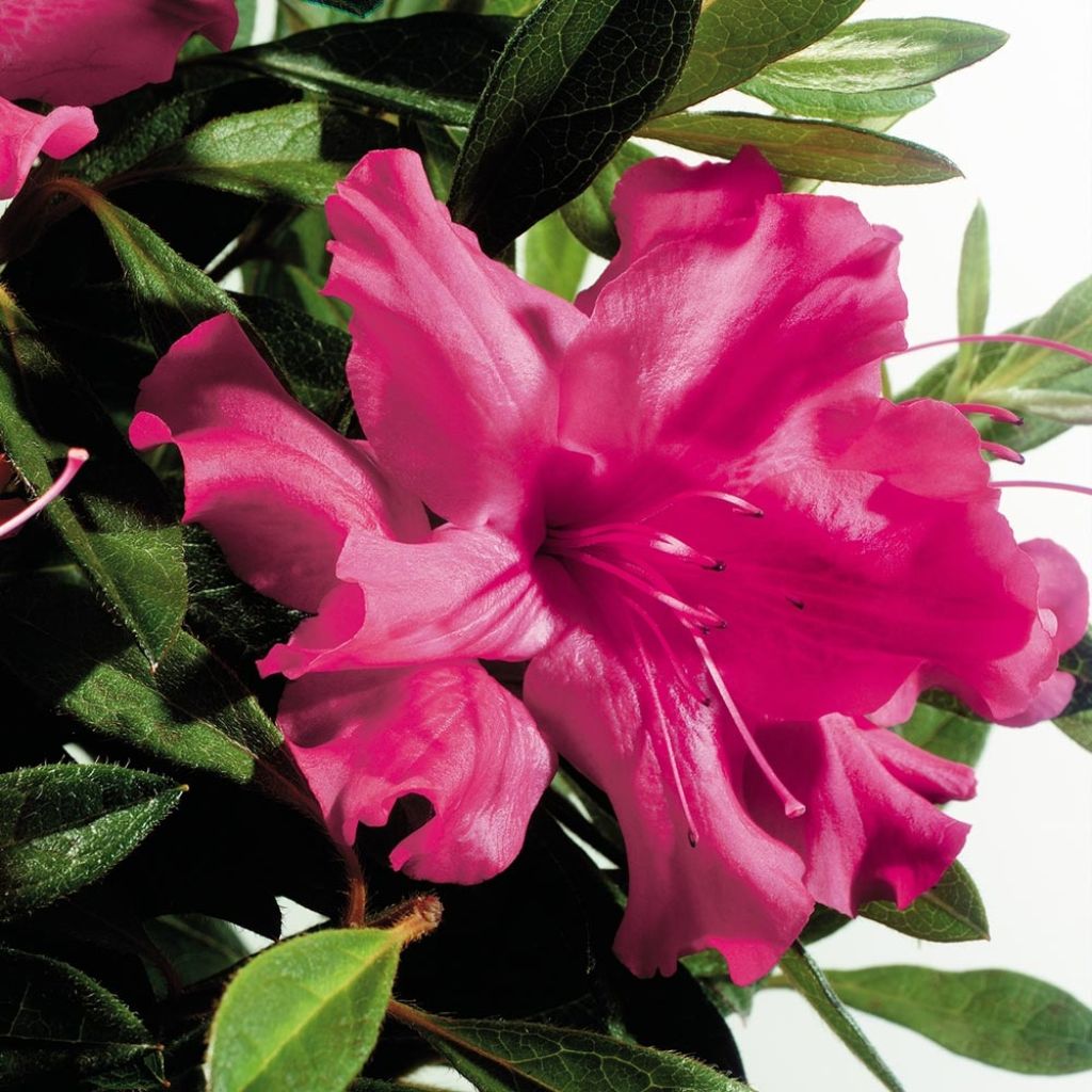 Azalea japonica ENCORE Sundance Roblef