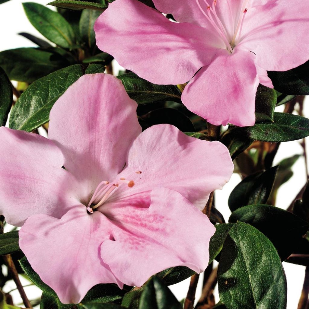 Azalea japonica ENCORE Sweetheart Roblja