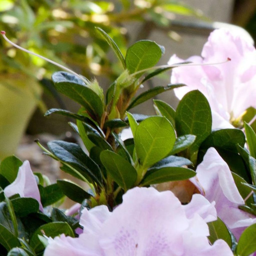 Azalea japonica ENCORE Sweetheart Roblja