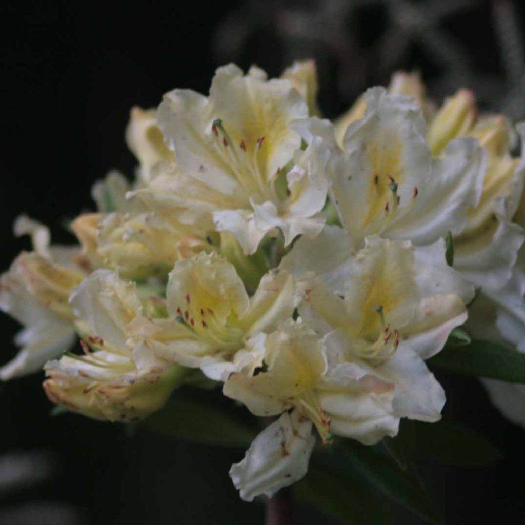Azalea mollis Daviesii